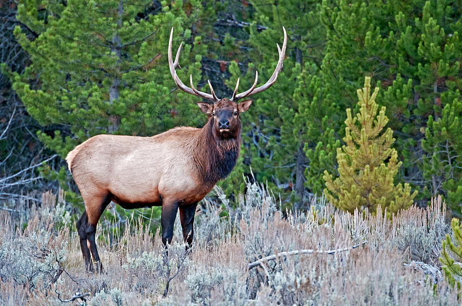 Elk Photograph by Elijah Weber - Fine Art America