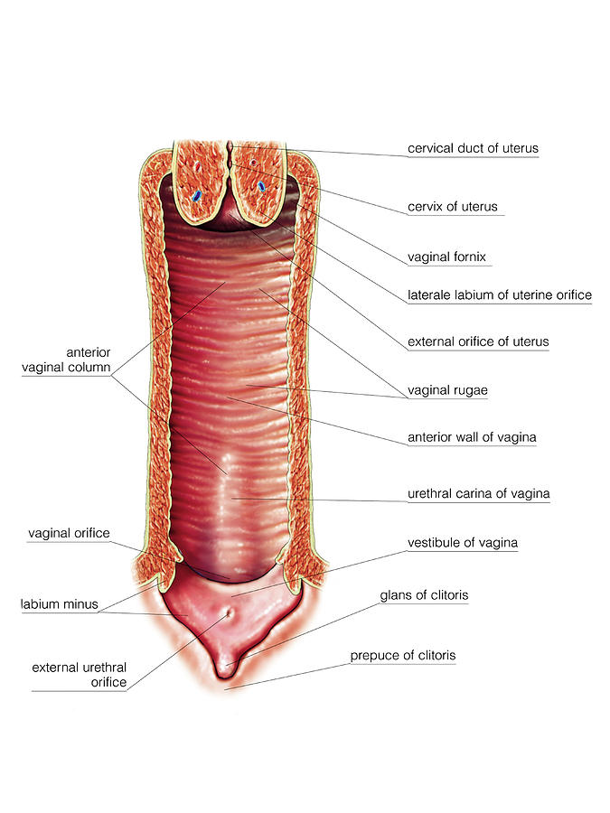 Female Genital System Photograph By Asklepios Medical Atlas Pixels Merch