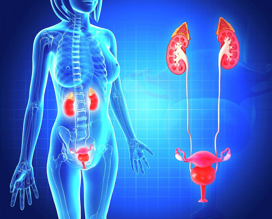 Female Reproductive Anatomy Female Reproductive Anatomy