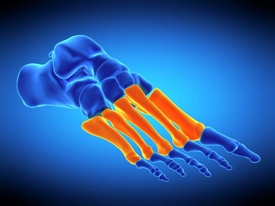 Foot Bones Photograph by Sebastian Kaulitzki/science Photo Library