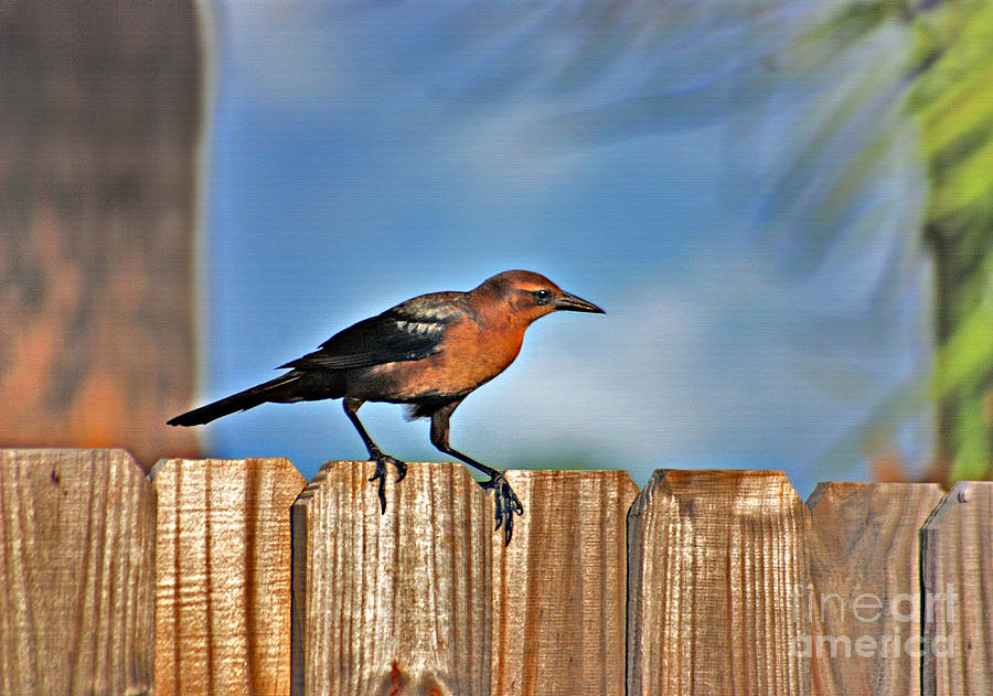 63- Grackle Photograph by Joseph Keane