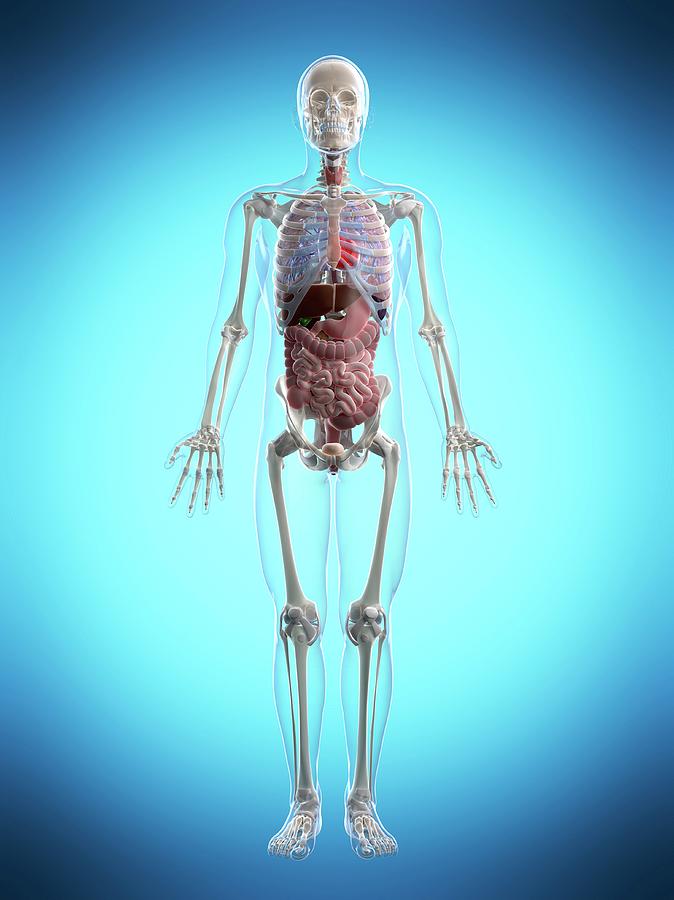 Skeleton Photograph - Human Anatomy #63 by Sebastian Kaulitzki