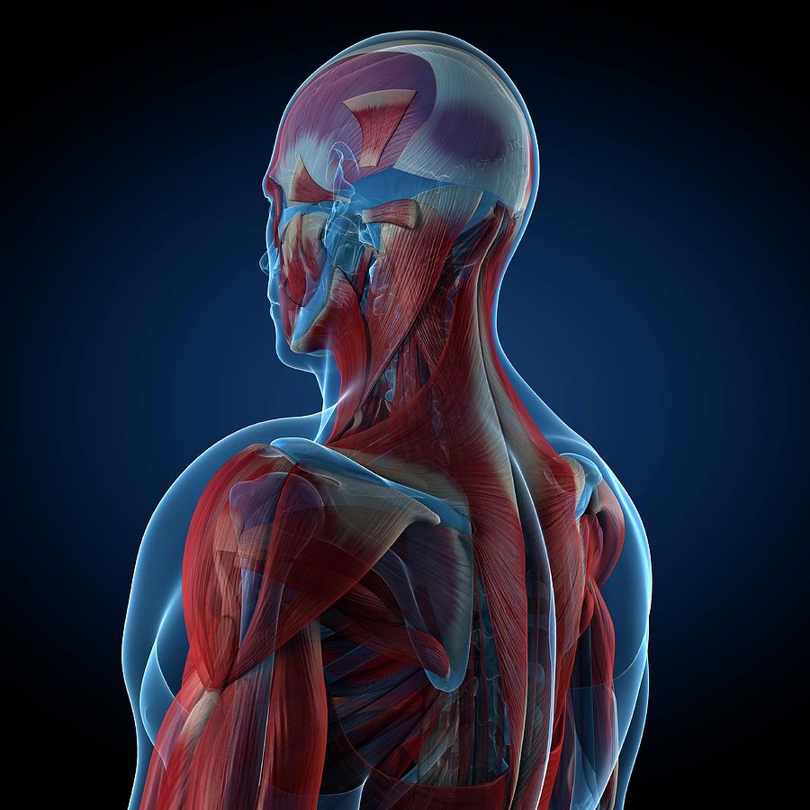 Male Musculature Photograph by Sciepro/science Photo Library - Fine Art ...