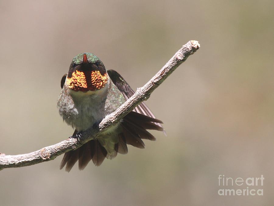 Ruby-throated Hummingbird #63 Photograph by Jack R Brock