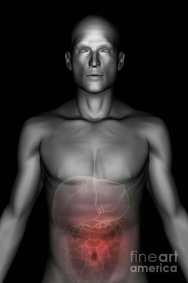 Organ Photograph - The Digestive System #63 by Science Picture Co