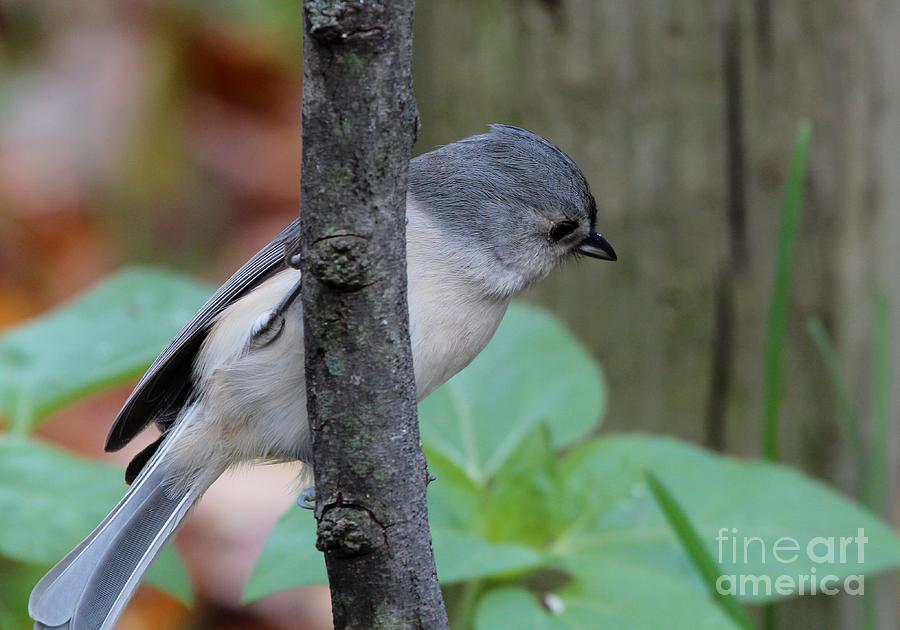Tufted Titmouse #63 Photograph by Jack R Brock