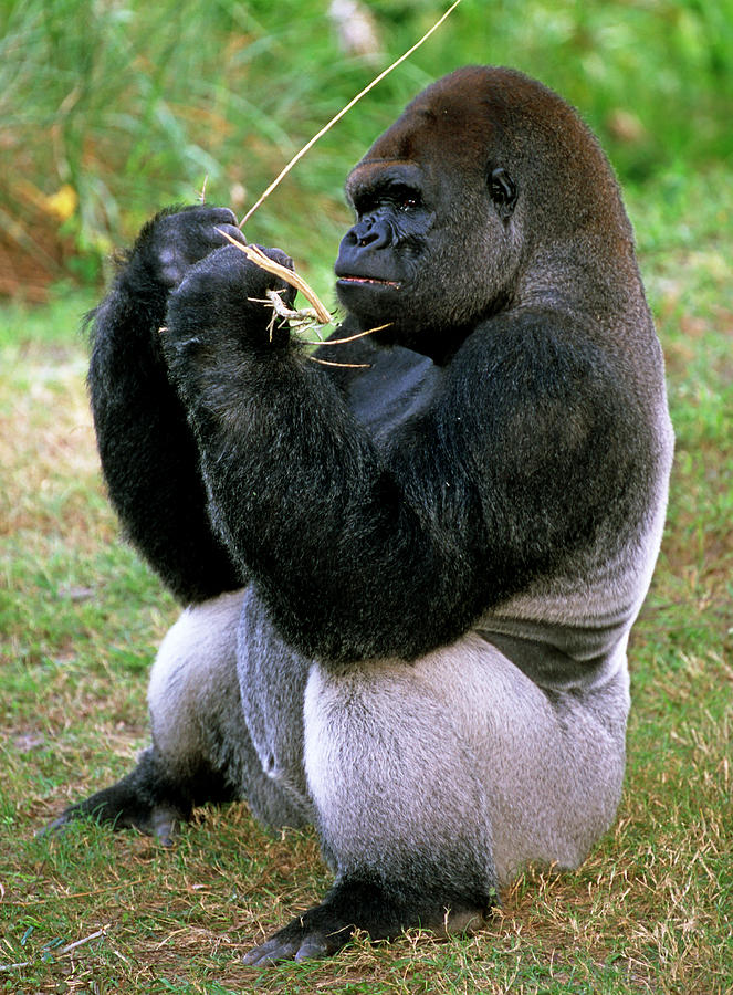 Western Lowland Gorilla #63 Photograph by Millard H. Sharp