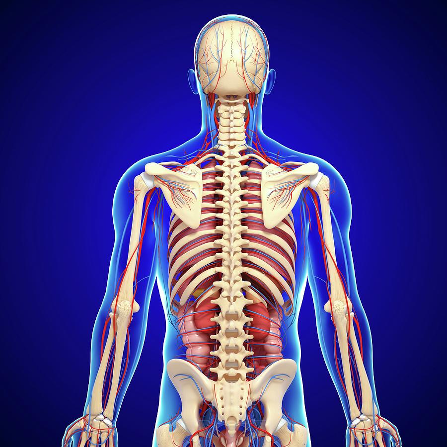 Male Anatomy - Human Male Anatomy - Body, Muscles, Skeleton, Internal ...