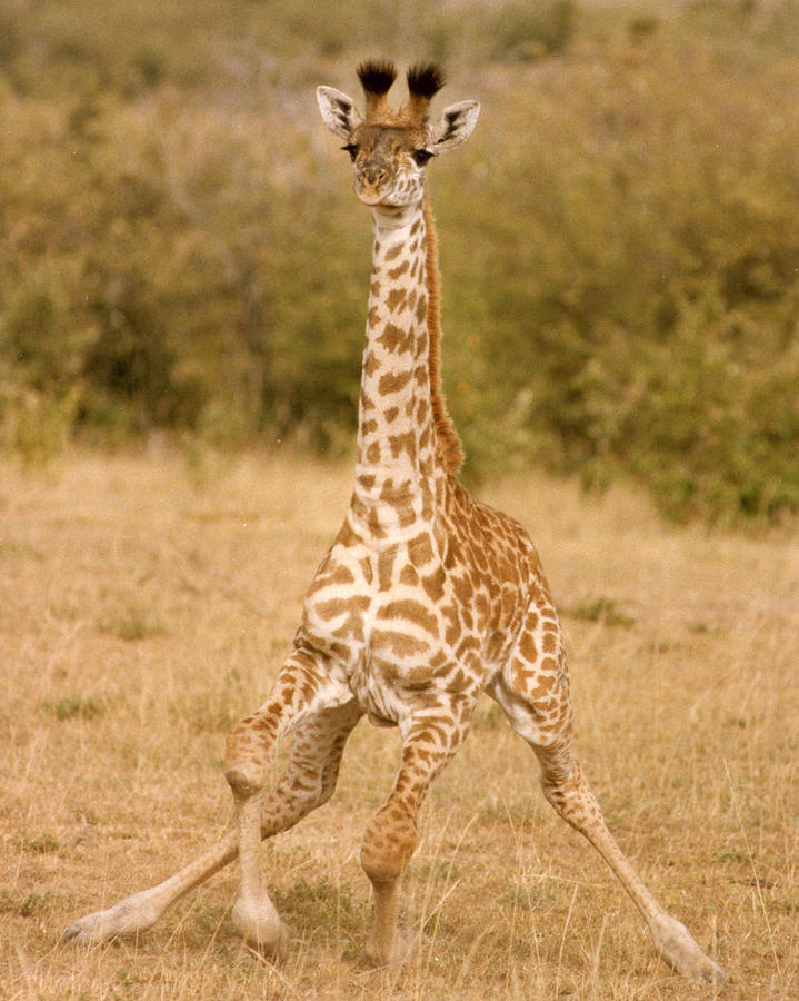 6310 Baby Masai Giraffe Getting Up Photograph by Chris Maher