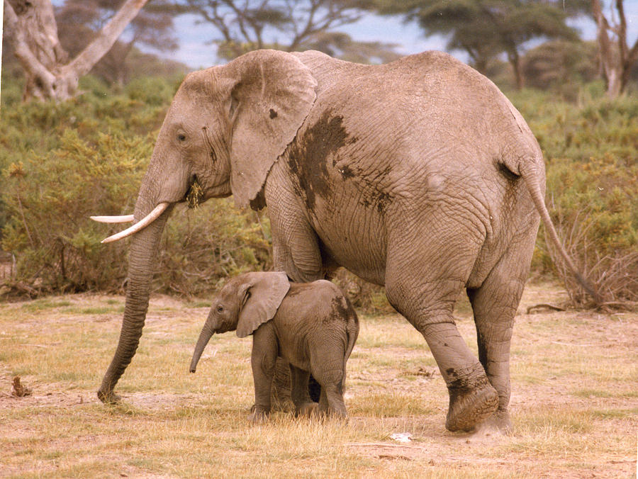 6321 Elephant Mother and Baby Photograph by Chris Maher