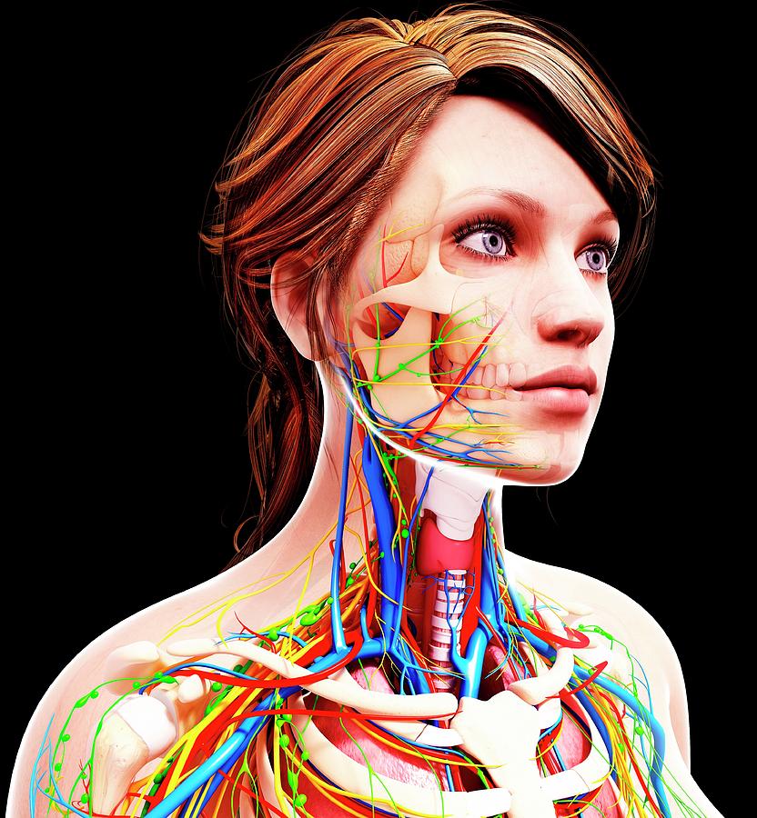 Female Anatomy Photograph by Pixologicstudio/science Photo Library ...