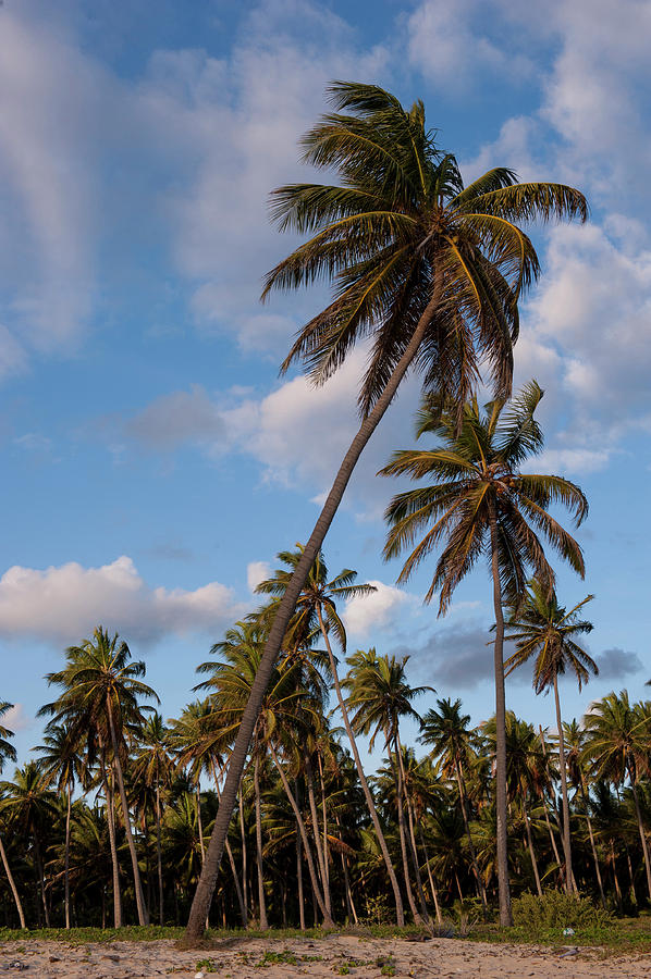 Beach Photograph - Dominican Republic, Punta Cana, Higuey #64 by Lisa S. Engelbrecht