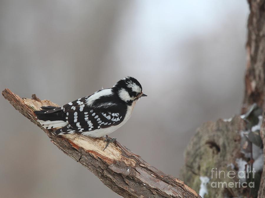 Downy Woodpecker #64 Photograph by Jack R Brock