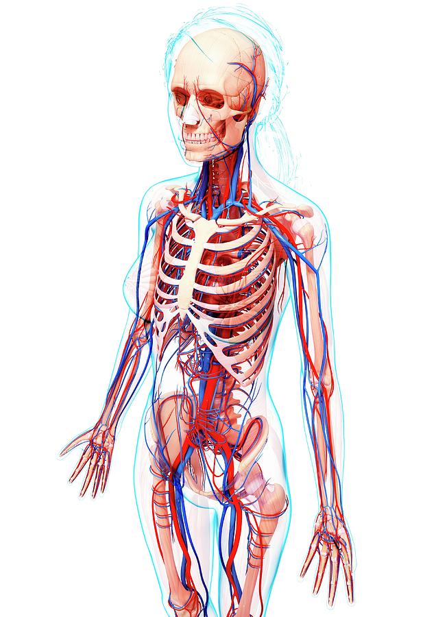 Female Cardiovascular System Photograph by Pixologicstudio/science ...