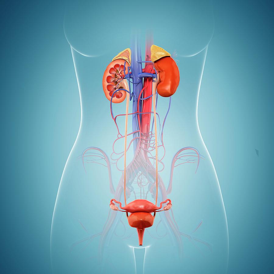 Female Reproductive System Photograph By Pixologicstudio Science Photo Library
