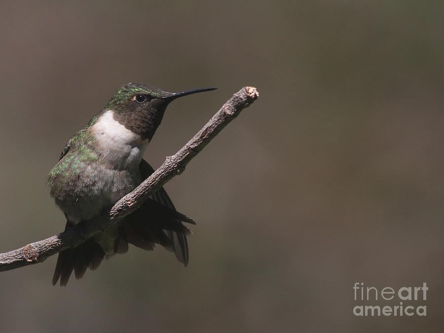 Ruby-throated Hummingbird #64 Photograph by Jack R Brock