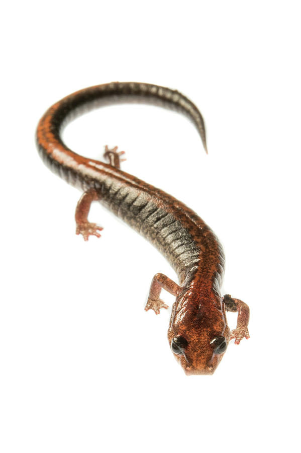 Four-toed Salamander Photograph by Teresa Zgoda