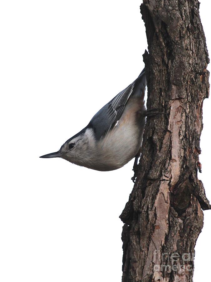 White-breasted Nuthatch #64 Photograph by Jack R Brock