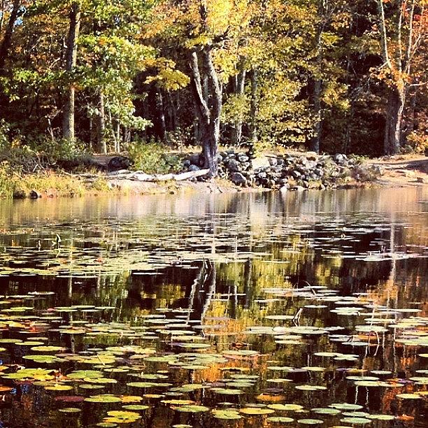 Nature Photograph - Rocky Pond by Danielle Godfrey