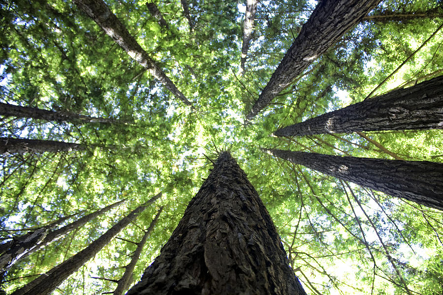 642 pr A Stand Of Trees Photograph by Chris Berry Fine Art America