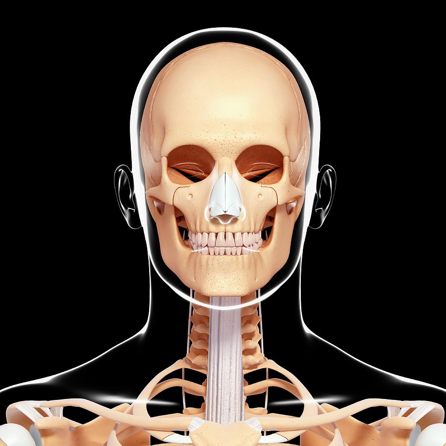 Human Skeleton Photograph By Pixologicstudioscience Photo Library