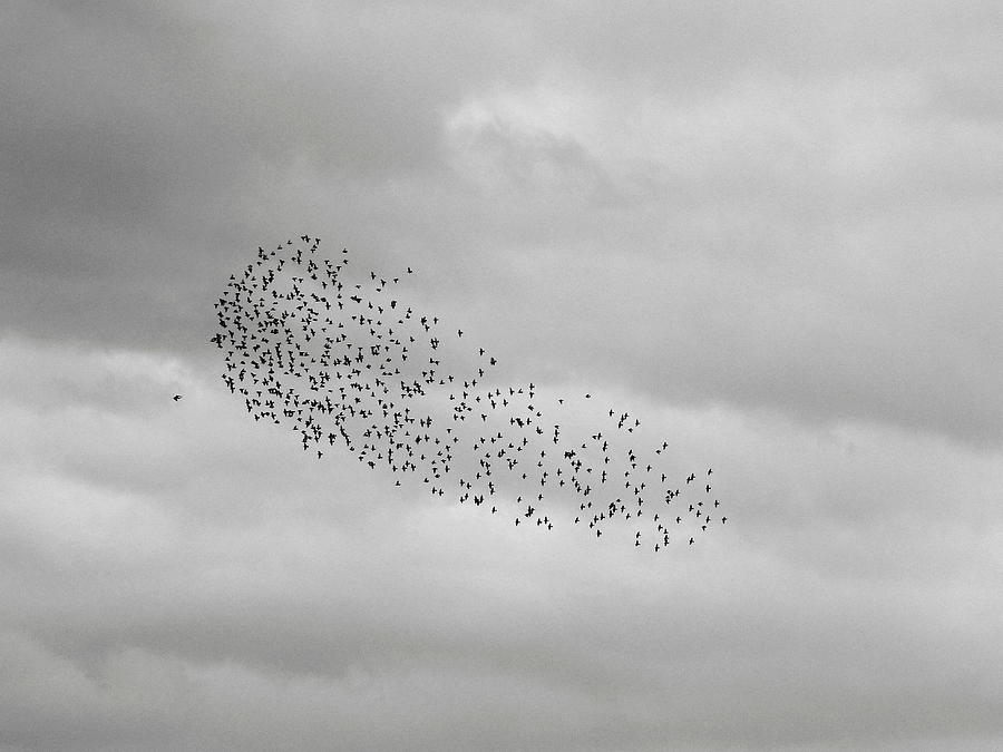 Bird Photograph - Flock Of Birds #2 by Pavel Jankasek