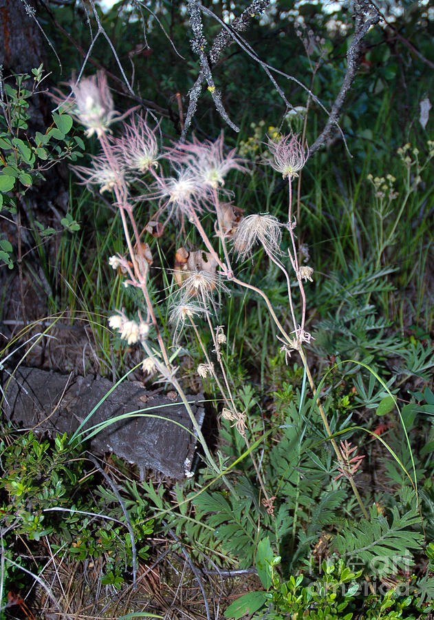 648A Prairie Smoke Photograph by NightVisions