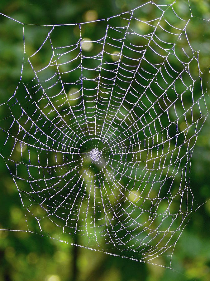 Spider Web Photograph by Pavel Jankasek - Fine Art America