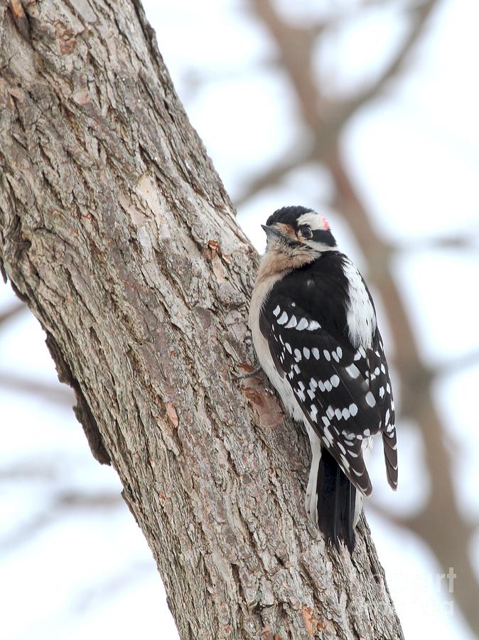 Downy Woodpecker #65 Photograph by Jack R Brock
