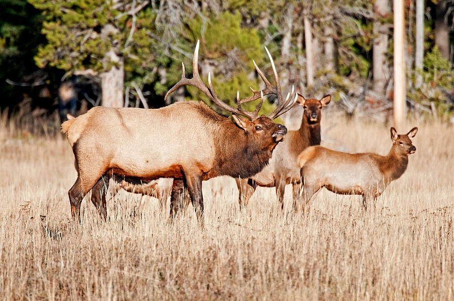 Elk Photograph by Elijah Weber - Fine Art America