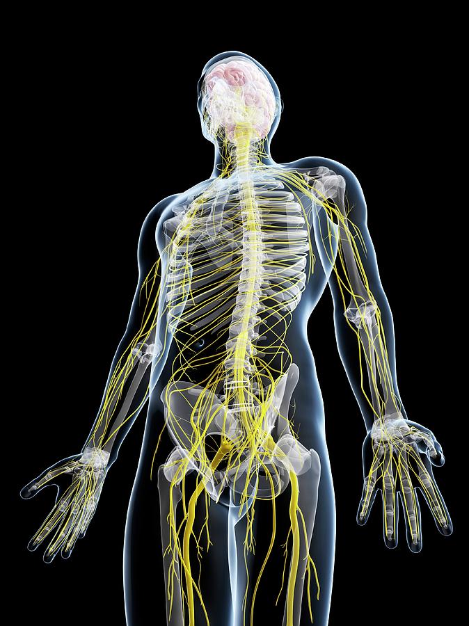 Male Nervous System Photograph by Sciepro/science Photo Library