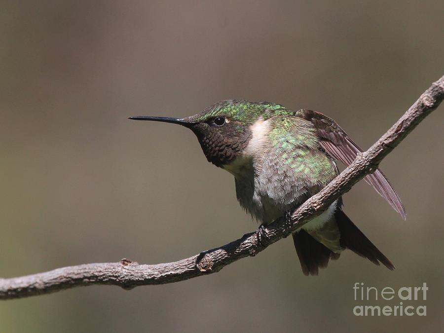 Ruby-throated Hummingbird #65 Photograph by Jack R Brock