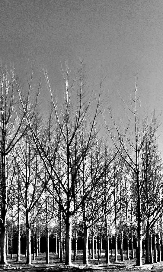 Tree Photograph - Untitled #65 by Barbara Ruano