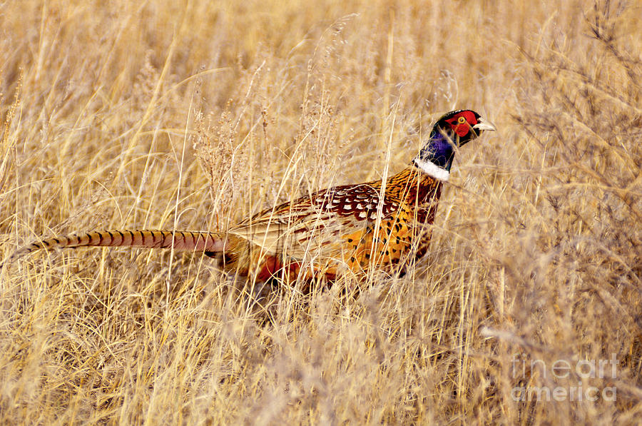 652P Ring-necked Pheasant Photograph by NightVisions