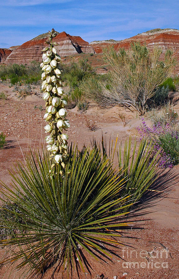 653A Yucca Flower Photograph by NightVisions