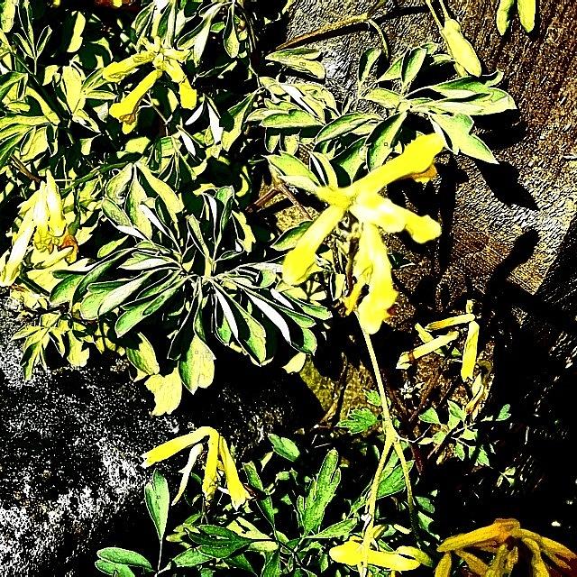 Abstract Photograph - Yellow Flowers by Jason Roust