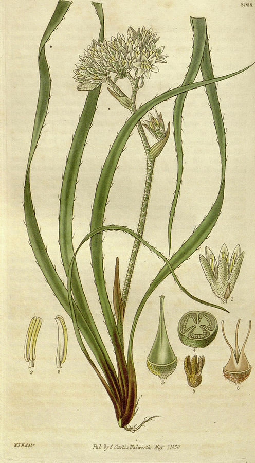 William Hooker Drawing - Botanical Print By Sir William Jackson Hooker #66 by Quint Lox
