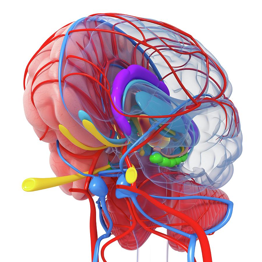 Detail Photograph - Brain Anatomy #66 by Pixologicstudio/science Photo Library
