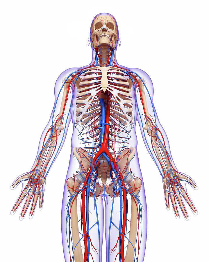 Cardiovascular System Photograph by Pixologicstudio/science Photo ...