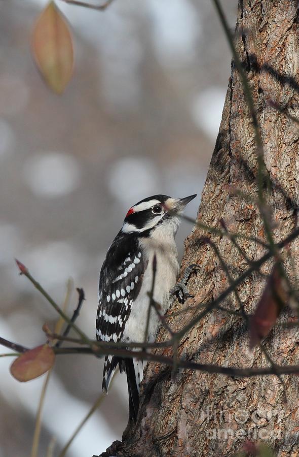 Downy Woodpecker #66 Photograph by Jack R Brock