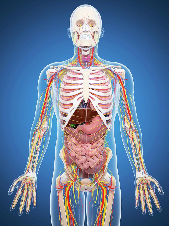 Human Anatomy Photograph by Sciepro/science Photo Library - Fine Art ...