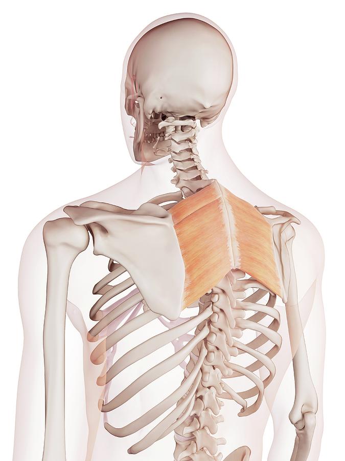 Human Back Muscles Photograph by Sebastian Kaulitzki/science Photo Library