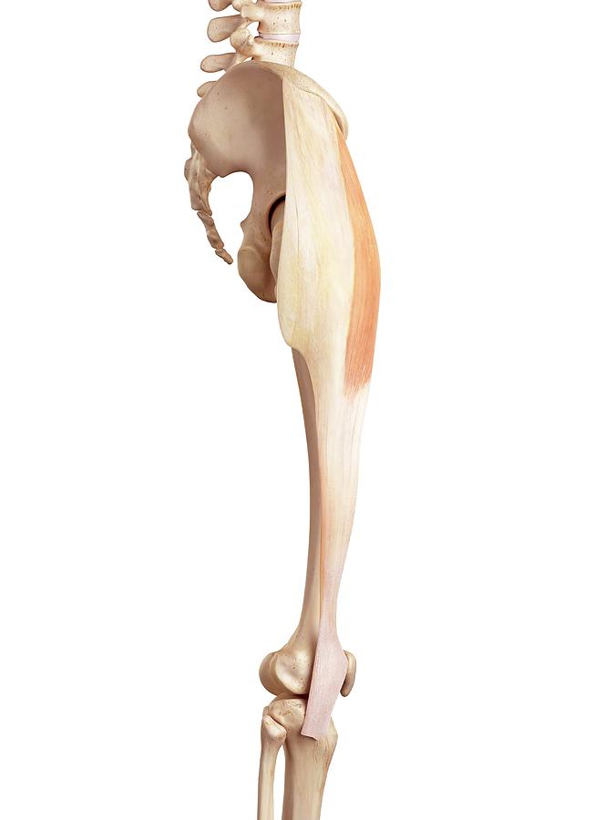 Human Muscles Of Leg Photograph by Sebastian Kaulitzkiscience Photo Biology Diagrams
