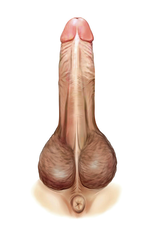Male Genital System #66 Photograph by Asklepios Medical Atlas