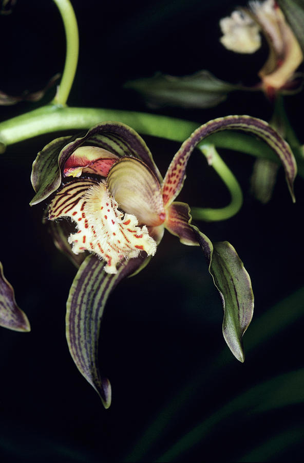 Orchid Photograph - Orchid Flower #66 by Paul Harcourt Davies/science Photo Library