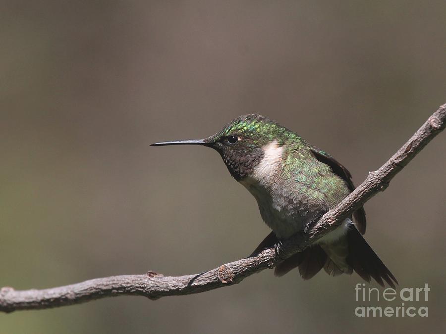 Ruby-throated Hummingbird #66 Photograph by Jack R Brock