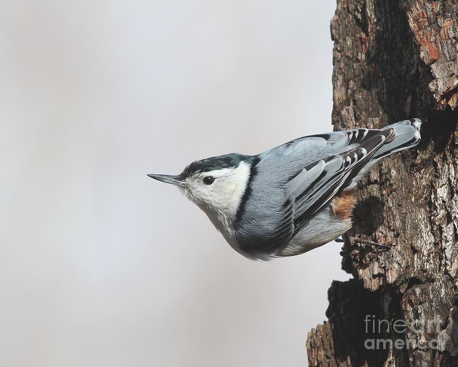 White-breasted Nuthatch #66 Photograph by Jack R Brock