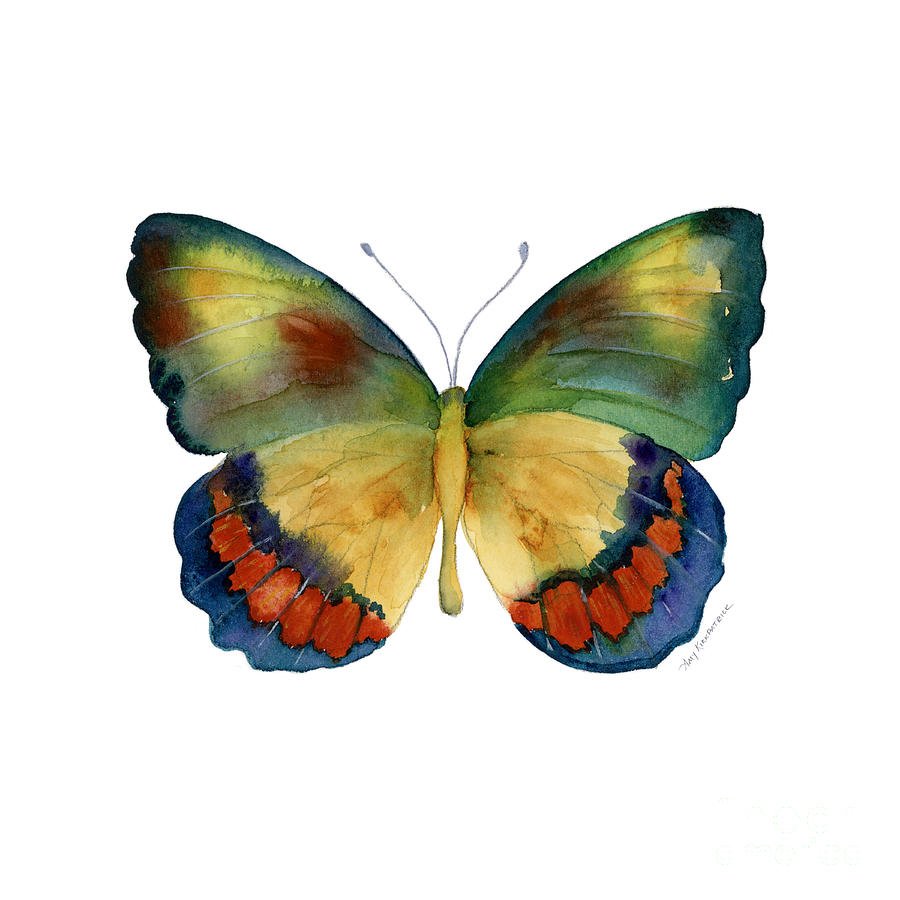 67 Bagoe Butterfly Painting By Amy Kirkpatrick