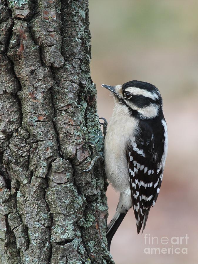 Downy Woodpecker #67 Photograph by Jack R Brock