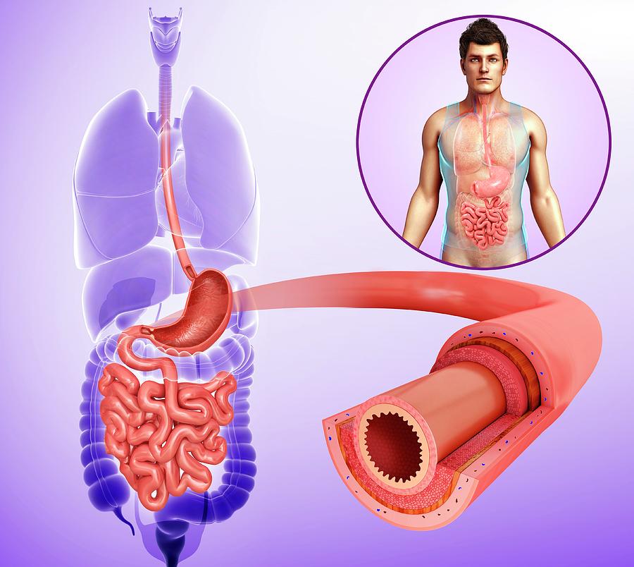 Human Digestive System Photograph by Pixologicstudio/science Photo Library Fine Art America